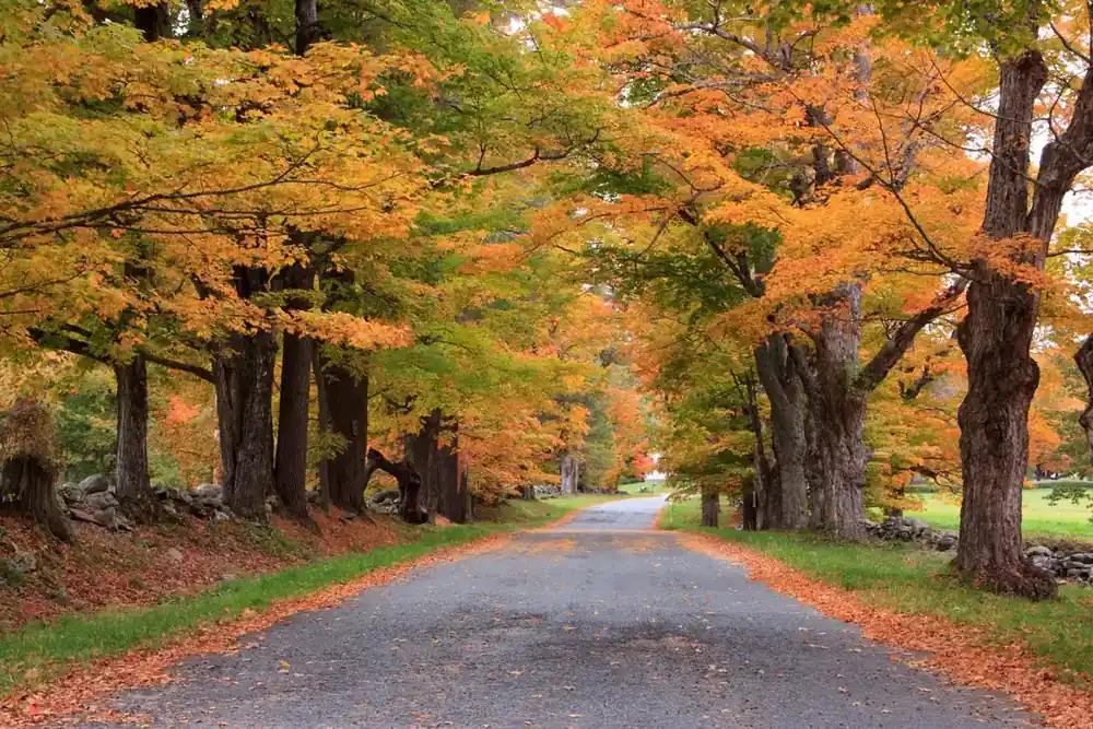 Tree-lined country road with vibrant fall foliage and an old stone wall.
